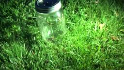 Lightning Bugs in a Jar (Fireflies)