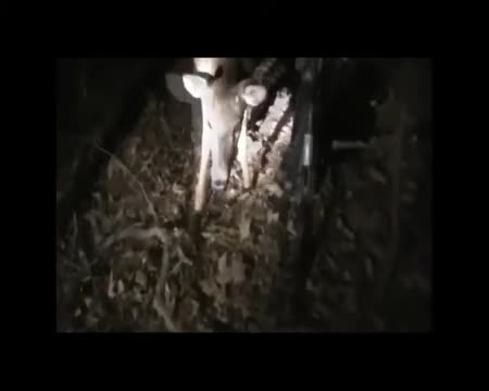 d1 -