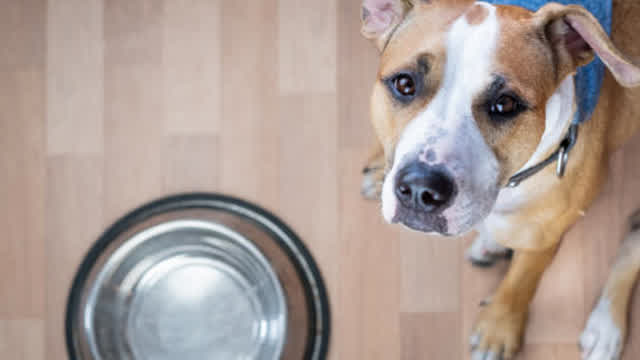 22_Common Reasons Why Your Dog Doesn’t Drink Water