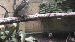 KOOKABURRAS AT THE ZOO