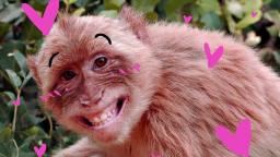 i love monkeys!