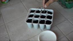 Hydroponics - How to Start Lettuce Seeds for Hydroponics The Easy Way - Part 1