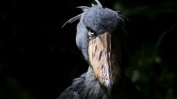 Greetings from the Shoebill