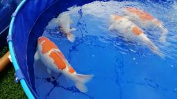 Grand and jumbo share a vat again - BKKS National Koi Show 2019