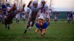 Air Bud