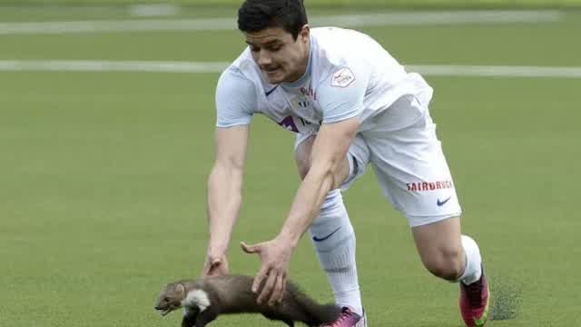 sport-loving-animals-shorts