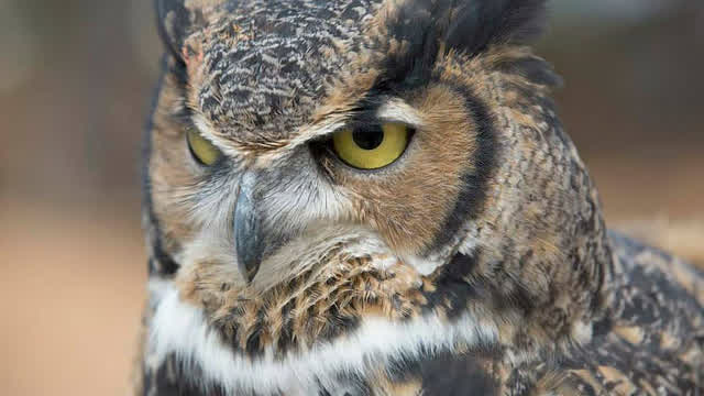 Owl Video #1