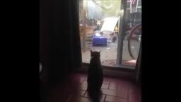 Cat Gets Mad At Outside Dog