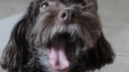 Young cockapoo dog squeaking her ball