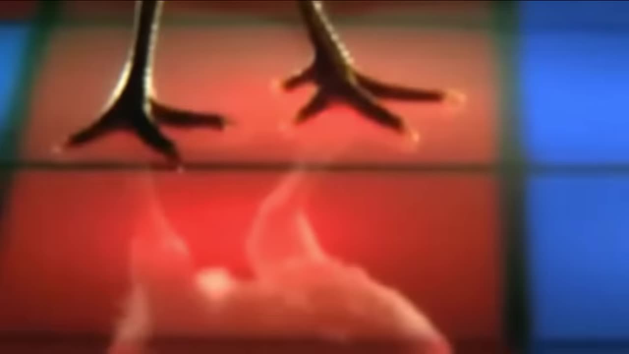 J.Geco - Chicken Song
