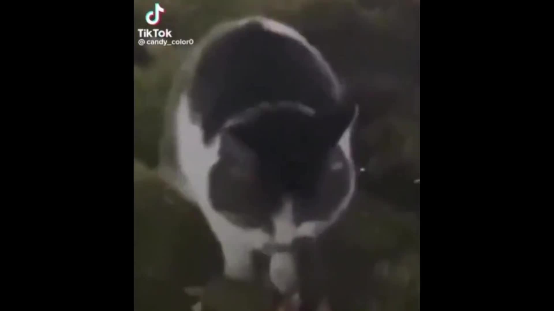 Cat.dance I guess