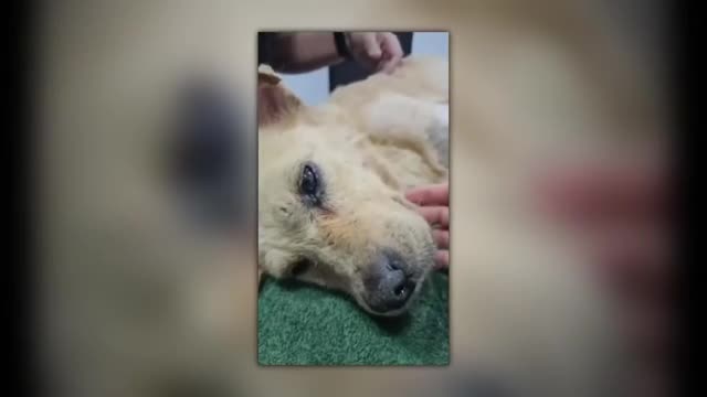 CASOS TURBIOS CONTRA ANIMALES EN MEXICO (de Try Stan Terror)