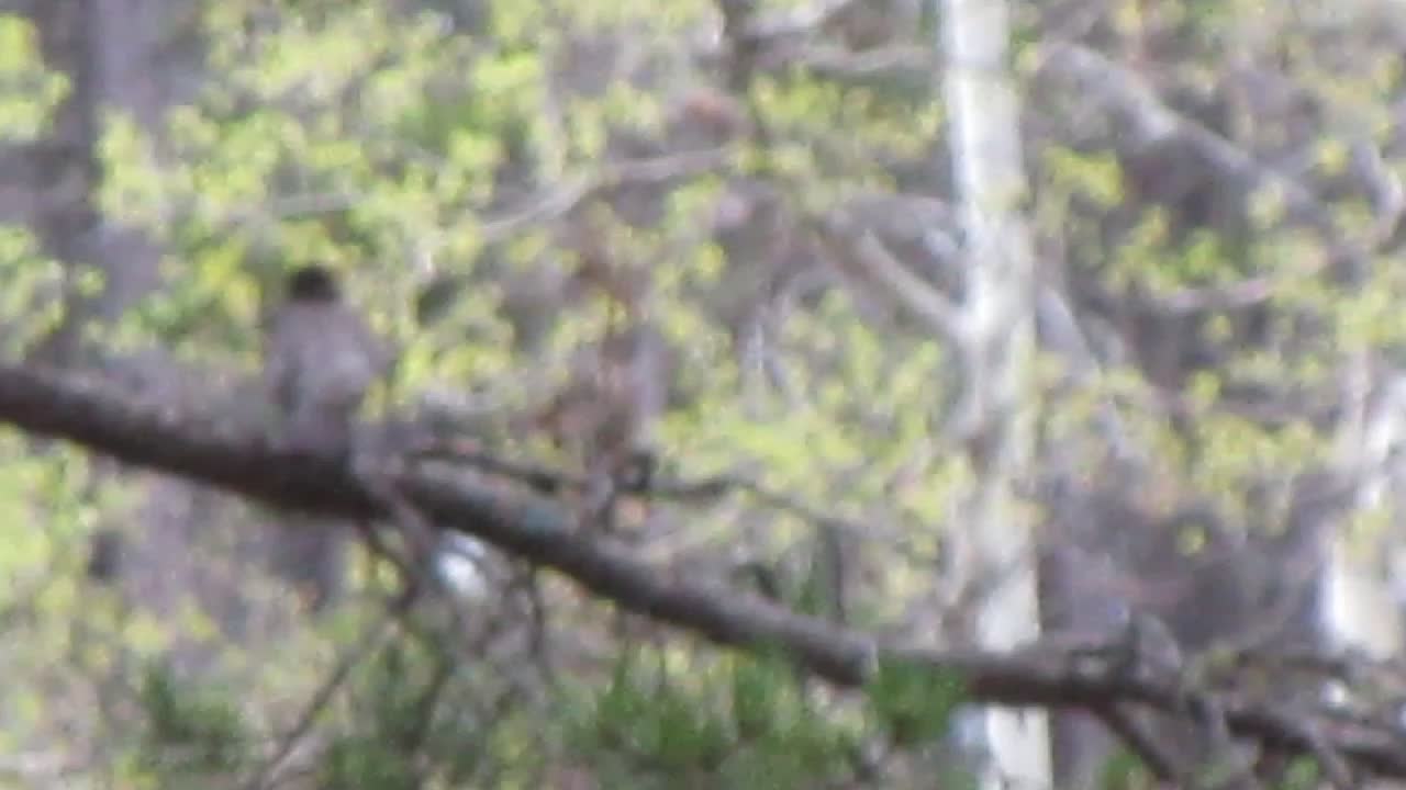 Childhood Videos #3 - Blurry Robin