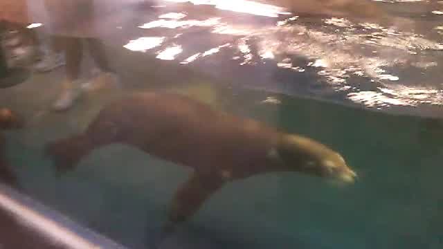 Lobos marinos nadando en el Gran Acuario Mazatlán, 28 de marzo de 2026