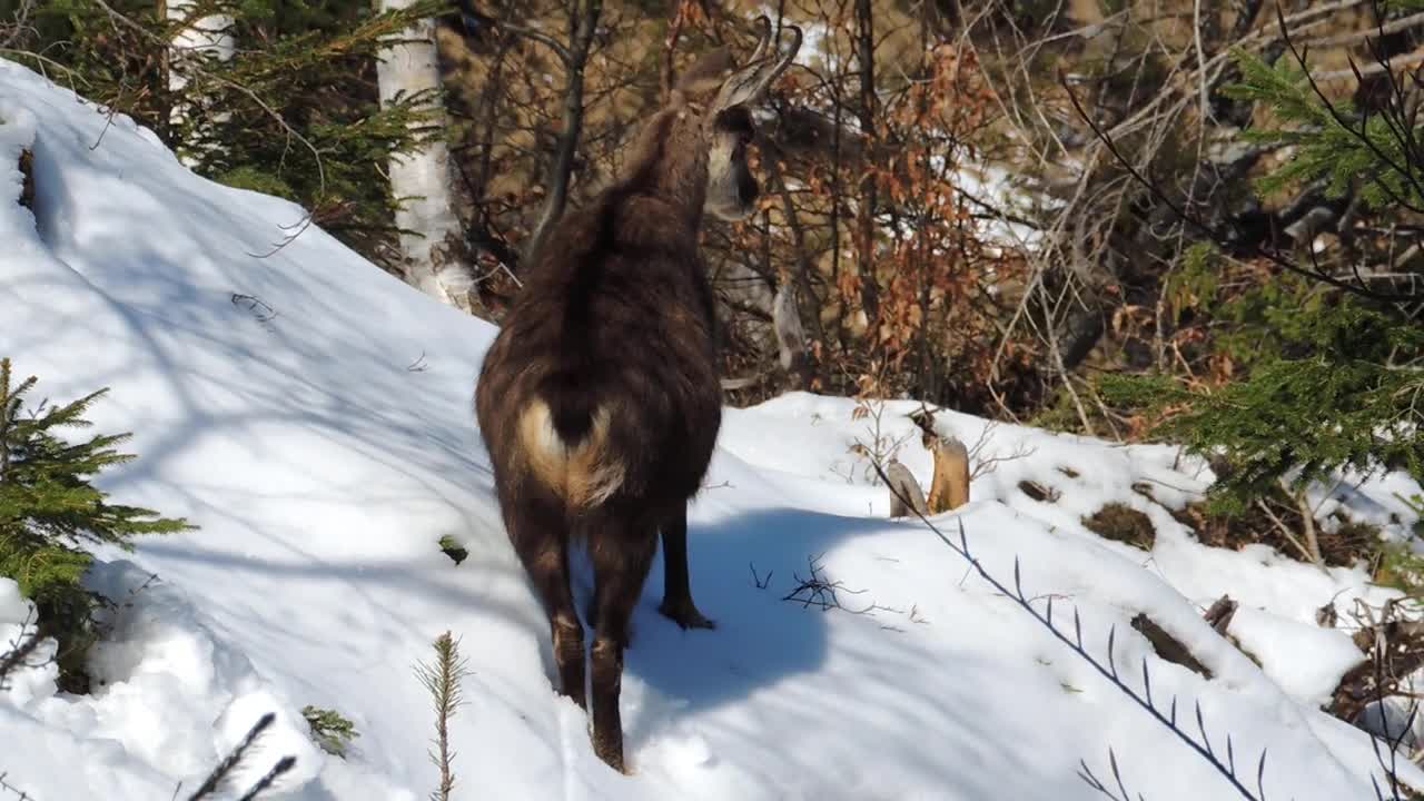 Chamois on the Untersberg in winter - by Peter Krug Chamois on the Untersberg in winter - by Peter Krug