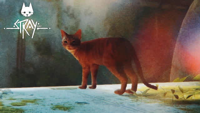 Playing A Purrfect Game (Stray PS5)