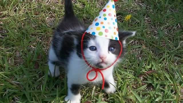 We Love Our Cats!!!!!