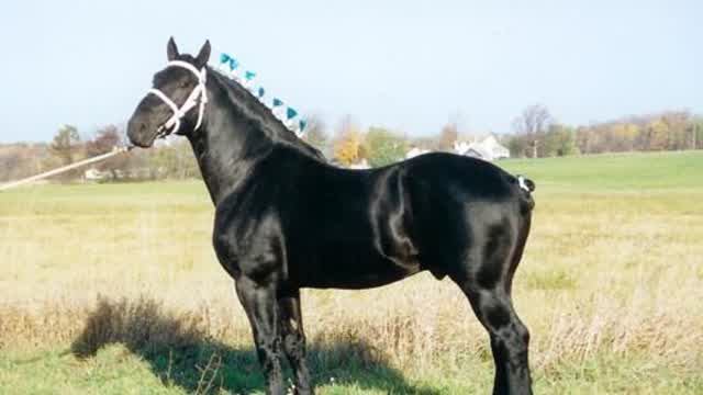 @DOGangDarkHorse @THEDOGTV