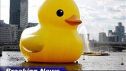 epic duck