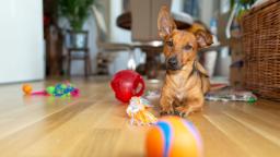 Heavy Chewers Will Love These 14 Indestructible Dog Toys