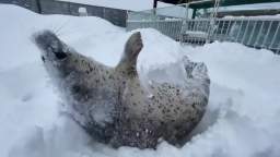 seal