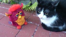Furby vs. Katze