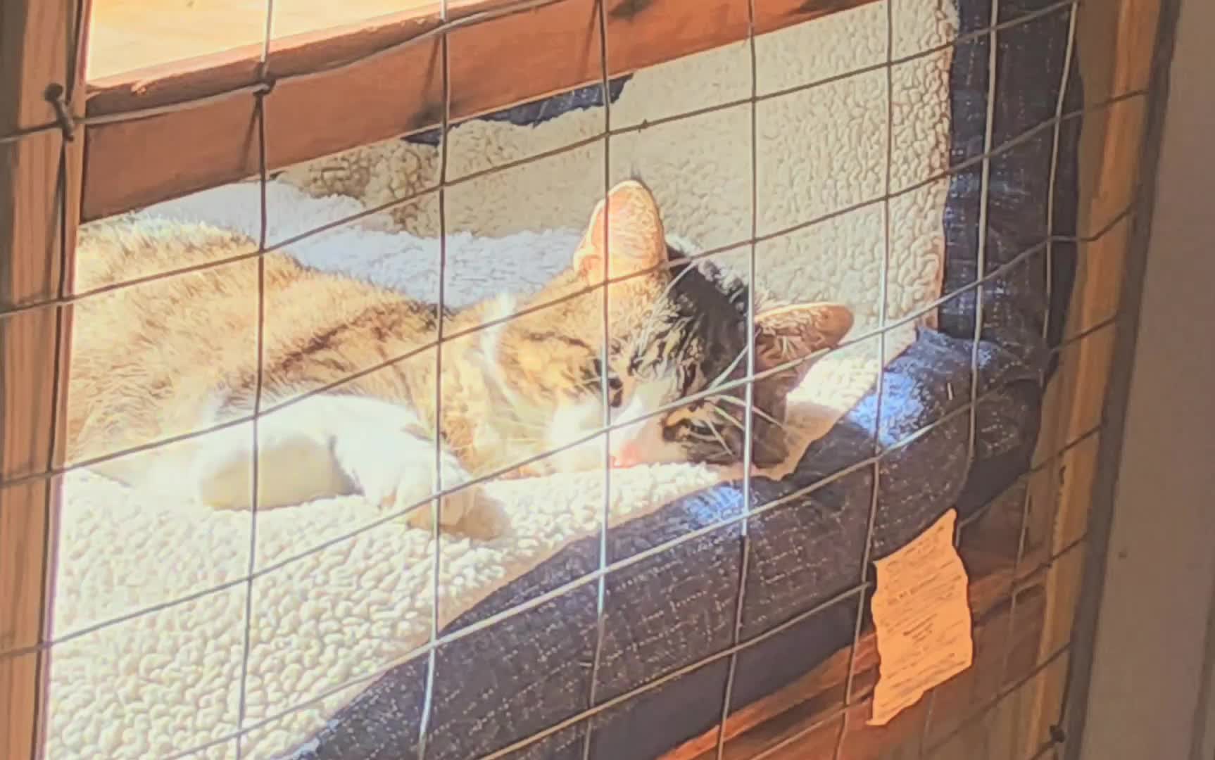 Petting my (sadly,now dead :c) cat (+ images)