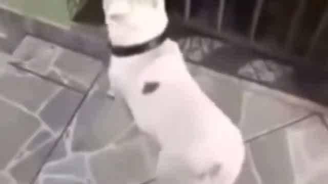 A dog dancing lollllzzzzzz A dog dancing lollllzzzzzz