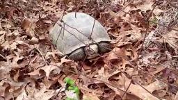 Giant South Georgia Tortoise ! (Arion Ferguson)
