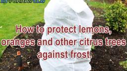 How to protect lemons oranges and other citrus trees against frost.