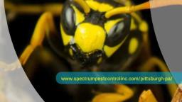 Pittsburgh Pest Control - Spectrum Pest Control (412) 532-1380