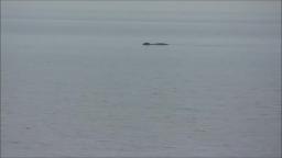 SEALS IN THE GREAT SOUTH BAY IN SUFFOLK COUNTY