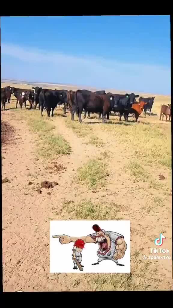 yelling at cows like a dumbass