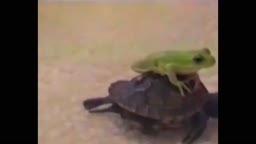 frog and turtle doing crimes