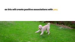 Great Ways To Make Dog Grooming A Bonding Experience