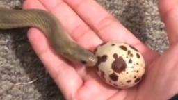 snake egg eatage