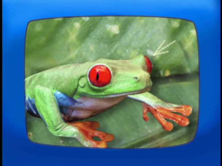 Go Diego Go Rescue Of the Red Eyed Tree Frogs