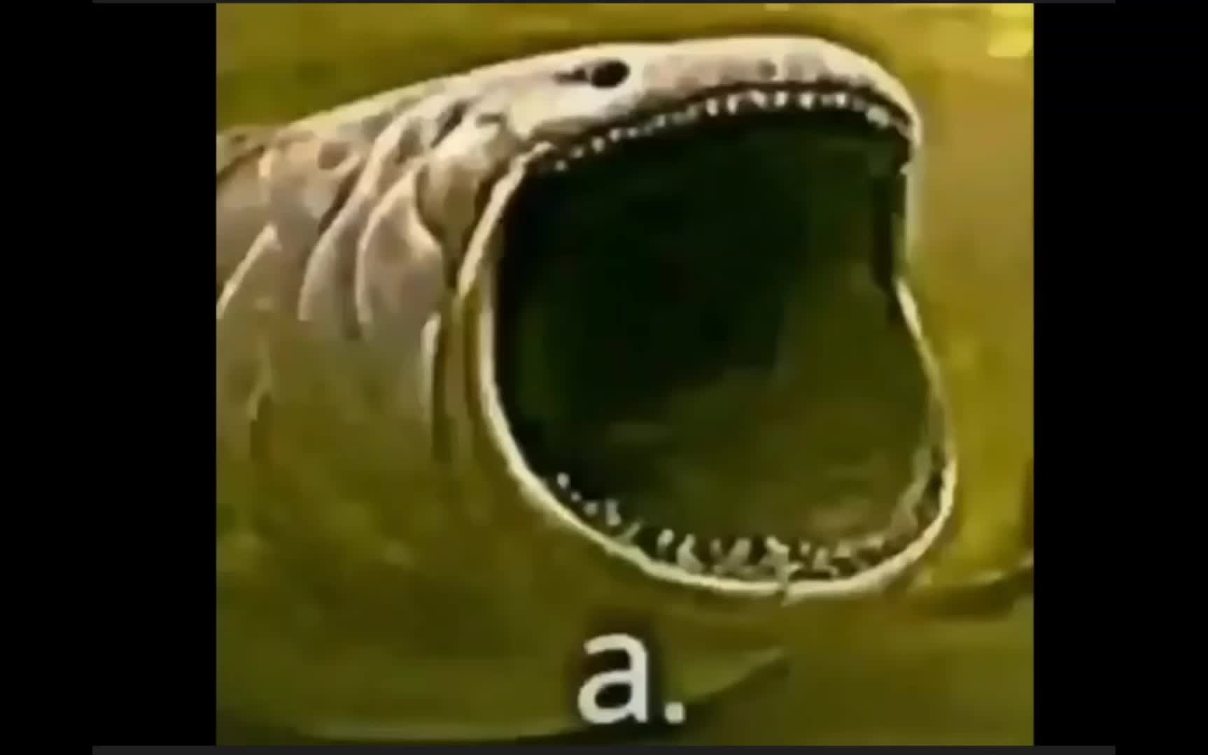 cool memes I found