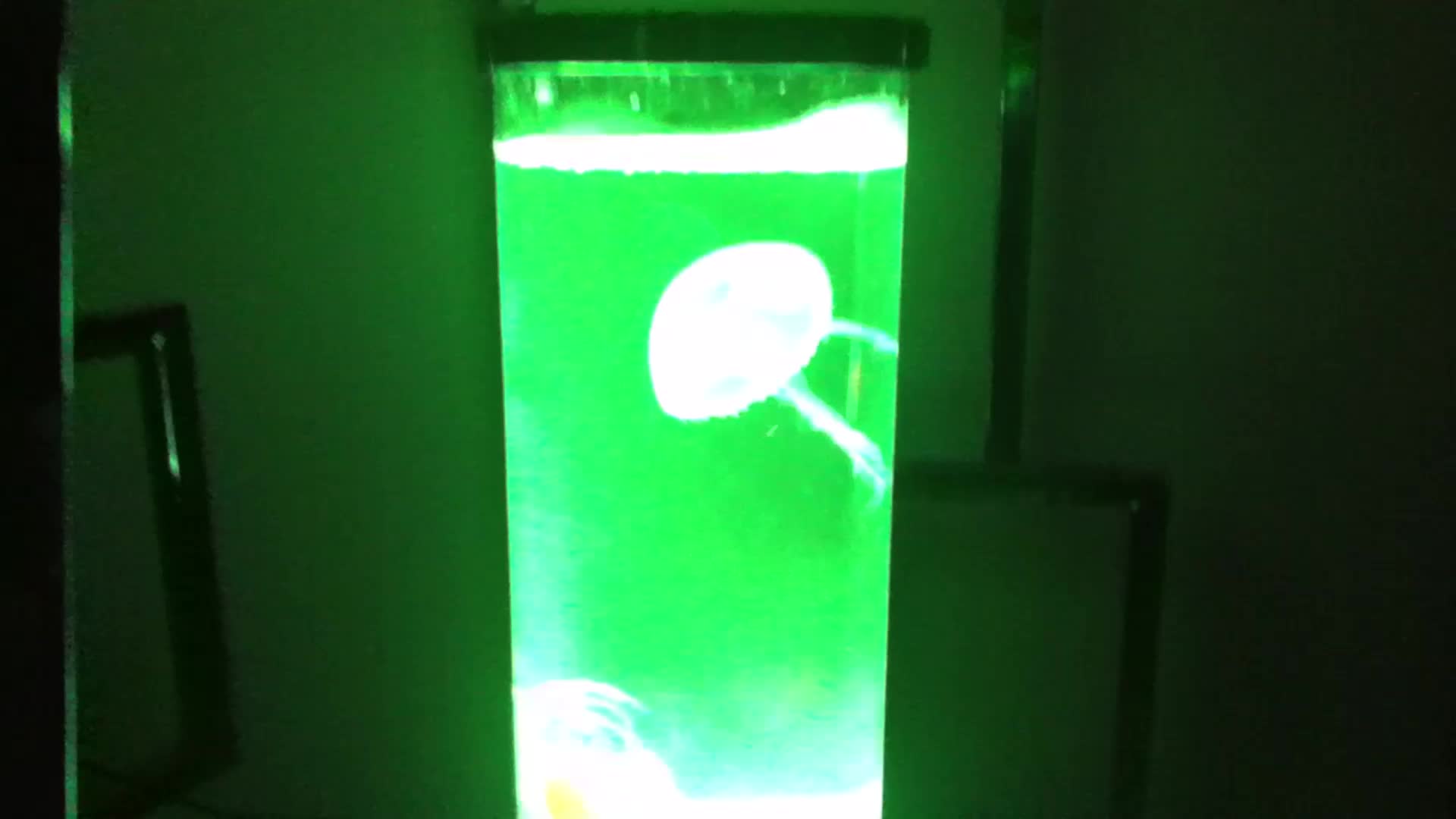 Jellyfish Lava Lamp