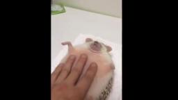 hot sexy handsome hedgehog gets very sexy handjob