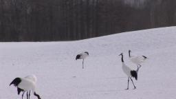 Crane Mating Dance and Ballet❄