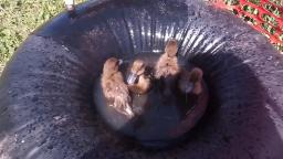 Ducklings First Swim!
