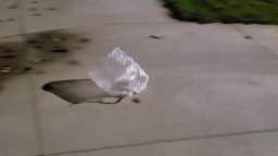 Plastic bag flying in the wind - Recorded on December 1, 2022, from 7:10PM MT to 7:11PM MT