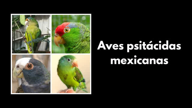 Las 22 especies de aves psitácidas mexicanas