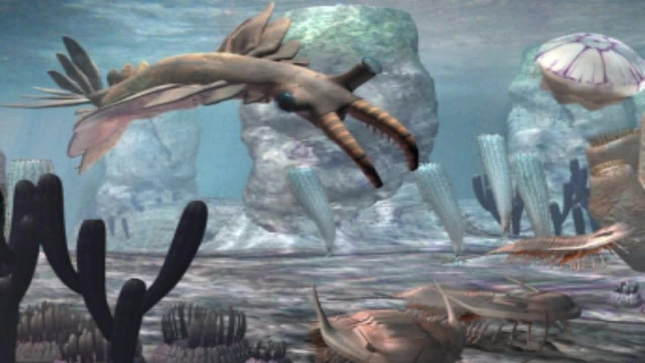 Anomalocaris Anomalocaris