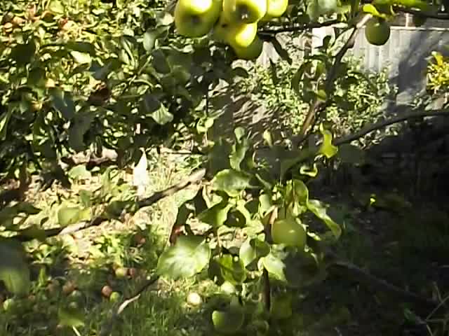 My apple tree My apple tree