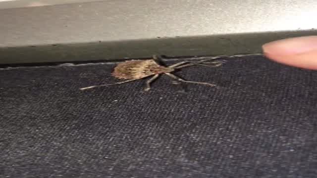 Stinkbug Emotional Abuse #minis