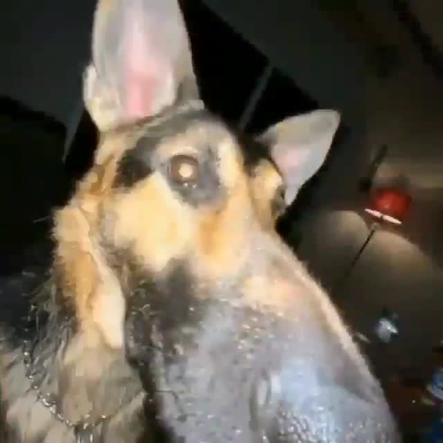 mi doggio