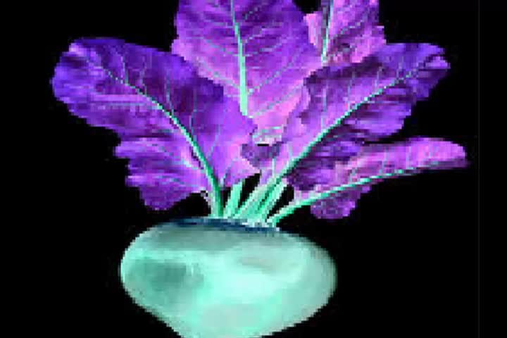 Dark evil beet