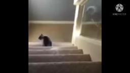 Cat falling (I found this in Discord.)
